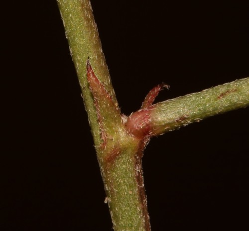 Image of Indigofera jardiniana by (c) Brian du Preez, some rights reserved (CC BY-SA)