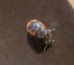 Ptosima laeta