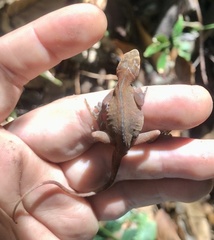 Anolis tropidolepis