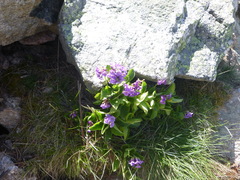 Primula latifolia