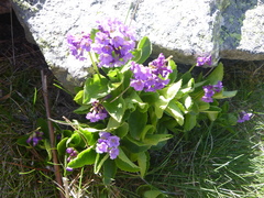 Primula latifolia