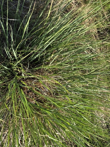plains bristlegrass