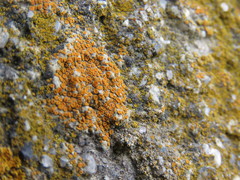 Polycauliona ludificans