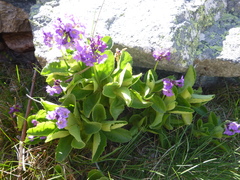 Primula latifolia