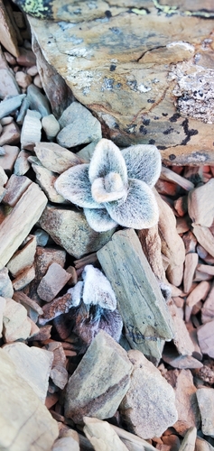 Haastia sinclairii, photograph 1