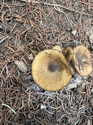 Melanoleuca cognata — (c) Brynn Fricke, some rights reserved (CC BY)