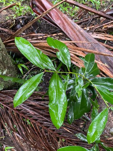 Syzygium moorei, 2026-06-10