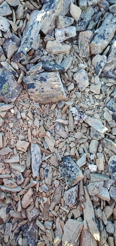 Haastia sinclairii, photograph 2