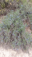 Lithodora fruticosa