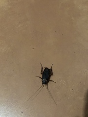 Periplaneta australasiae