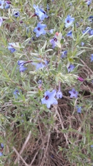 Lithodora fruticosa