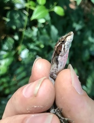 Anolis tropidolepis
