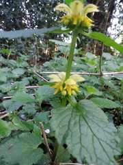Lamium galeobdolon montanum