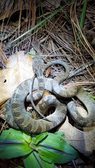 Leptodeira polysticta