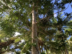 Pacific Kauri (Agathis macrophylla)