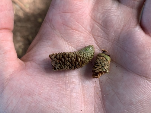 Agathis macrophylla, photograph 1