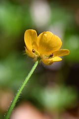 Ranunculus lanuginosus