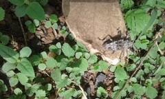 Ancylonotus tribulus