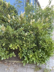 Prunus laurocerasus