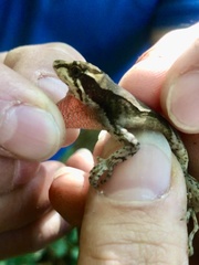 Anolis tropidolepis