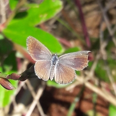 Hemiargus hanno hanno