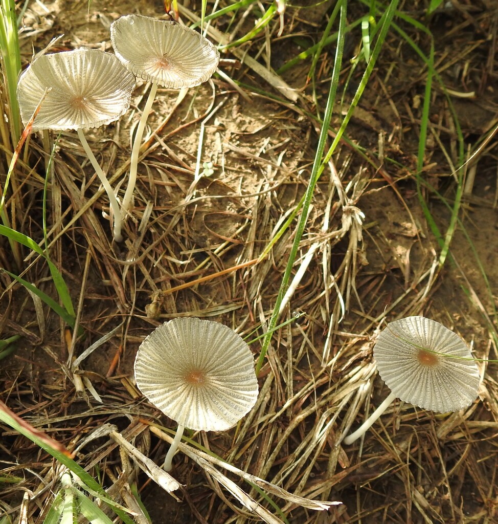 pleated inkcap · June 2026 · photo: Photo: (c) saltyhiker, some rights reserved (CC BY) · iNaturalist