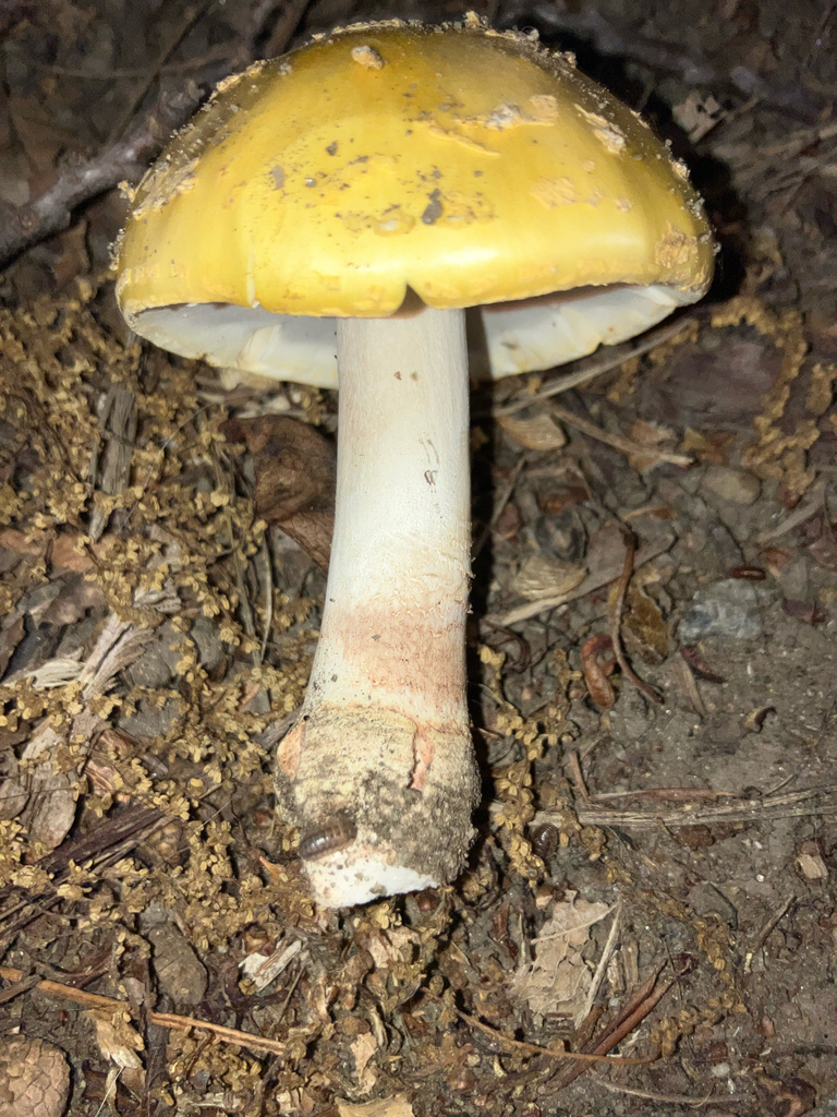 Yellow American Blusher