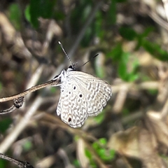 Hemiargus hanno hanno