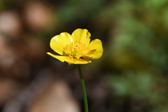 Ranunculus lanuginosus