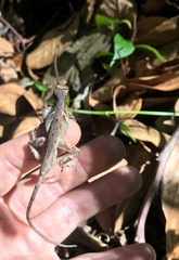Anolis tropidolepis