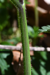 Ranunculus lanuginosus