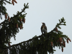 Turdus pilaris