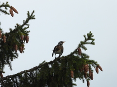 Turdus pilaris