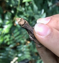 Anolis tropidolepis
