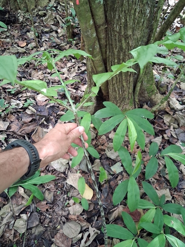 Dracontium asperum