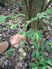 Dracontium asperum