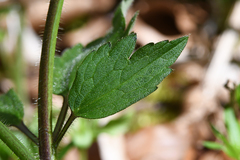 Ranunculus lanuginosus