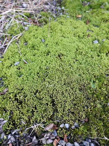 Chrysoblastella chilensis observed 2026-06-10