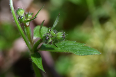 Ranunculus lanuginosus