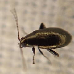 Phyllotreta cruciferae