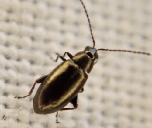 Cabbage Flea Beetle
