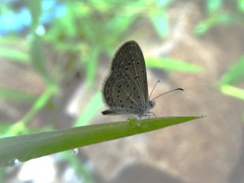 Tiny Grass Blue