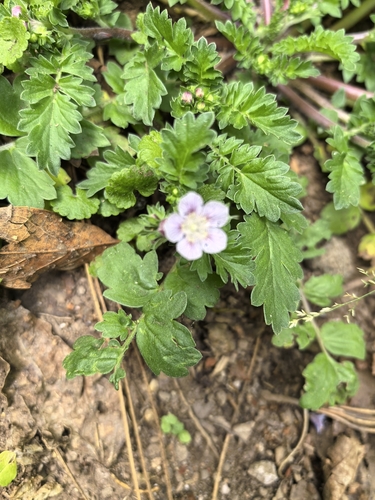 Phacelia platycarpa, photograph 5