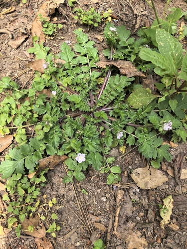 Phacelia platycarpa, photograph 6