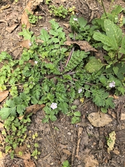 Phacelia platycarpa, photograph (c) Juan Carlos Pérez Magaña, some rights reserved (CC BY-SA)