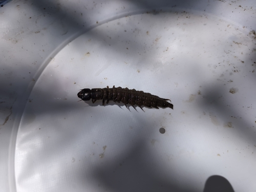 Eastern Dobsonfly