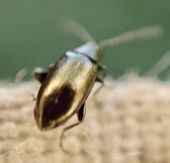 Phyllotreta cruciferae