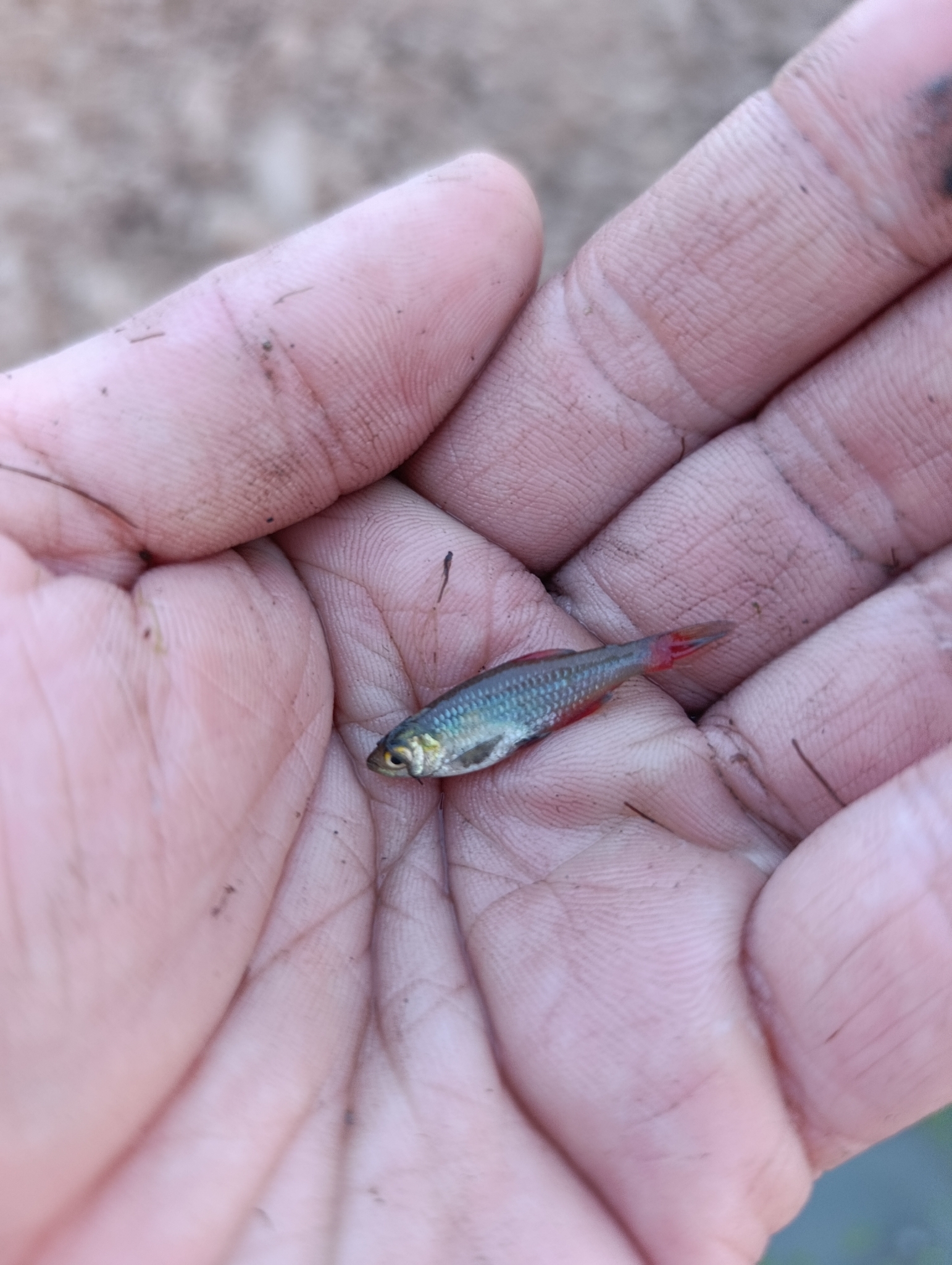 Bloodfin Tetra photo 7