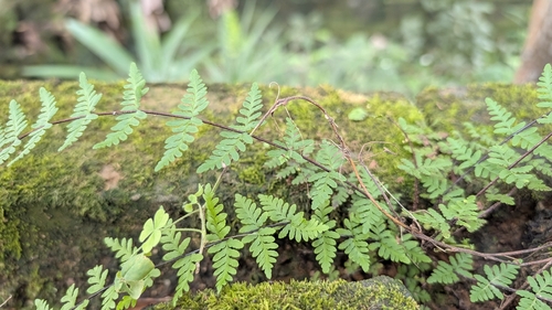 Cheilanthes chusana