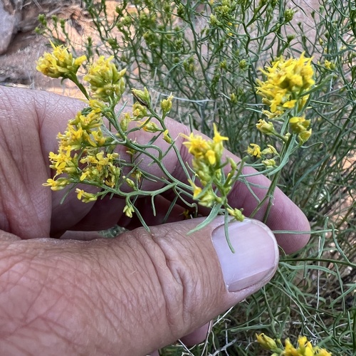 sticky snakeweed